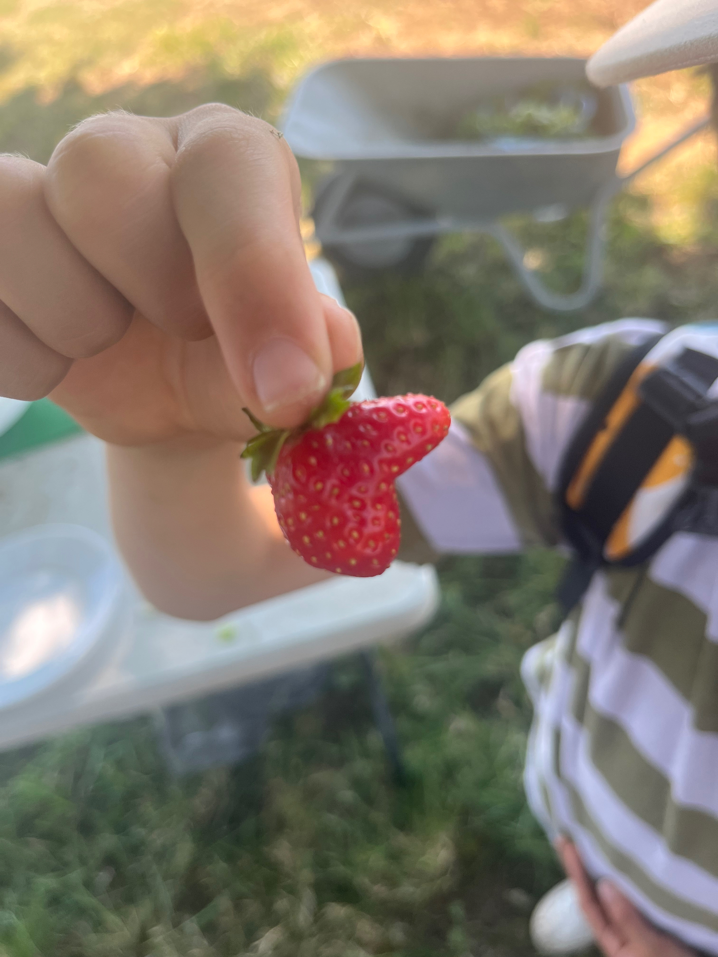 Kinderhand mit frisch gepflückter Erdbeere