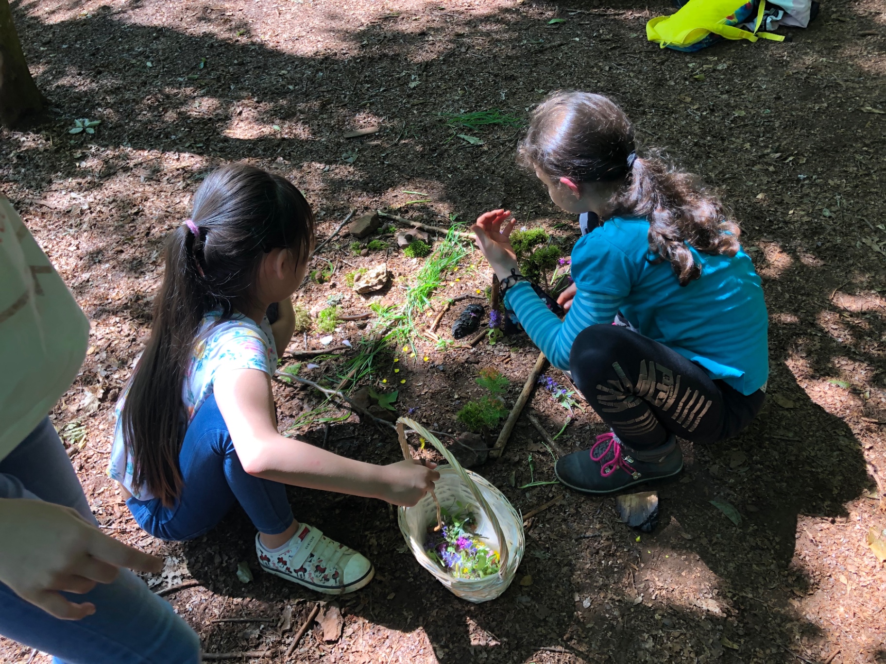 Kinder sammeln Blüten und Kräuter in einem Korb im Wald