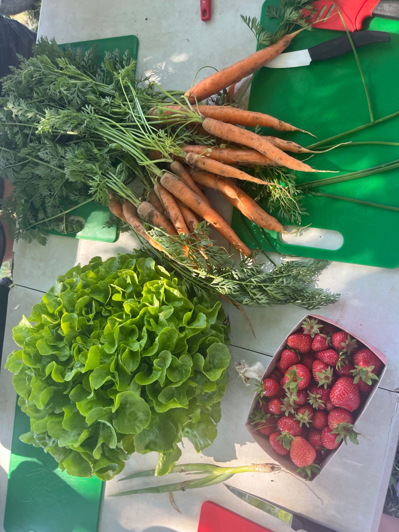 Frische Ernte mit Karotten, Erdbeeren und Salat