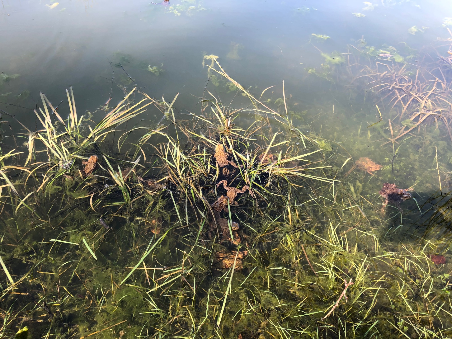 Kröten im flachen Wasser zwischen Wasserpflanzen