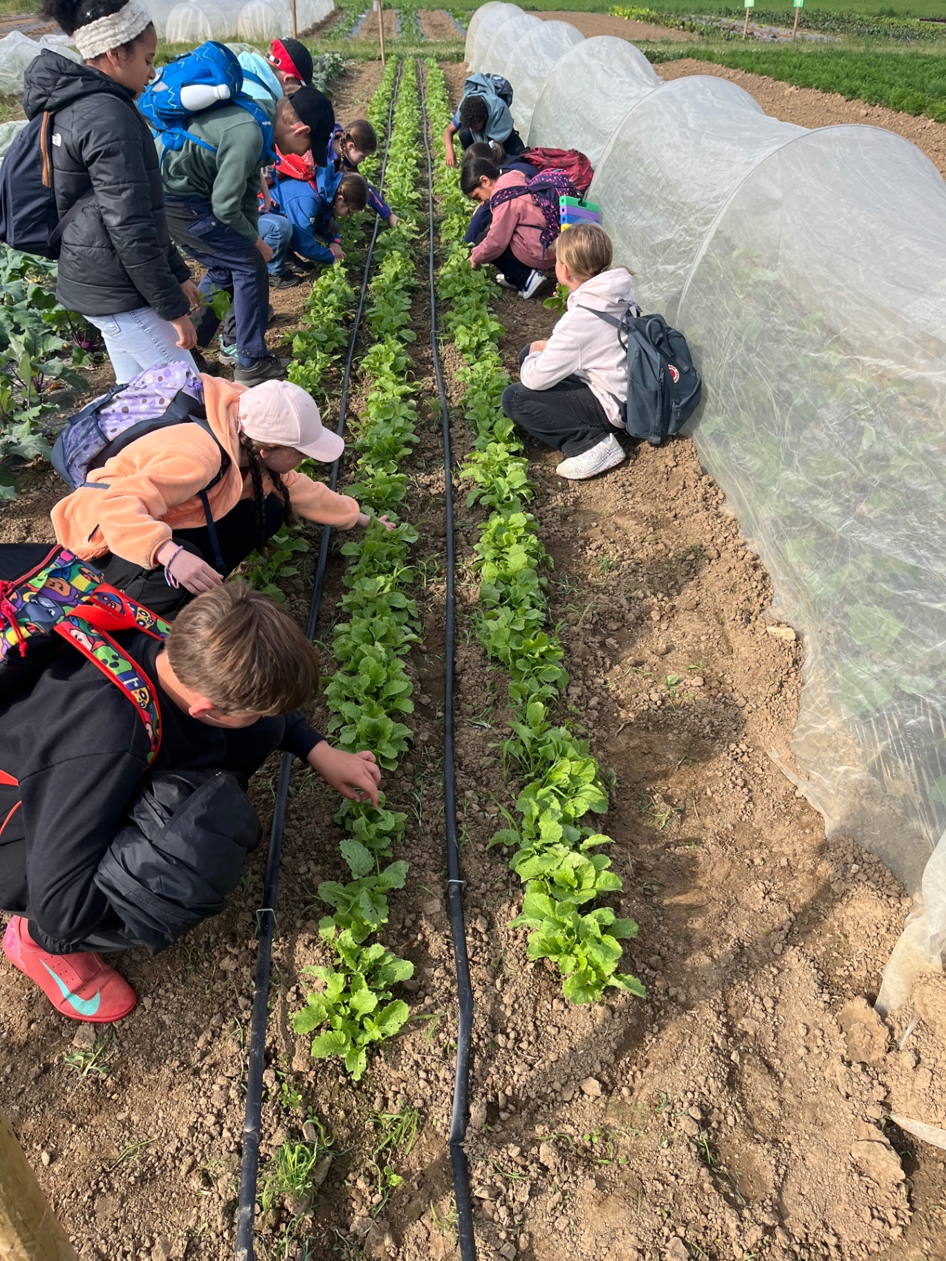 Kinder im Garten beim Obst pflücken