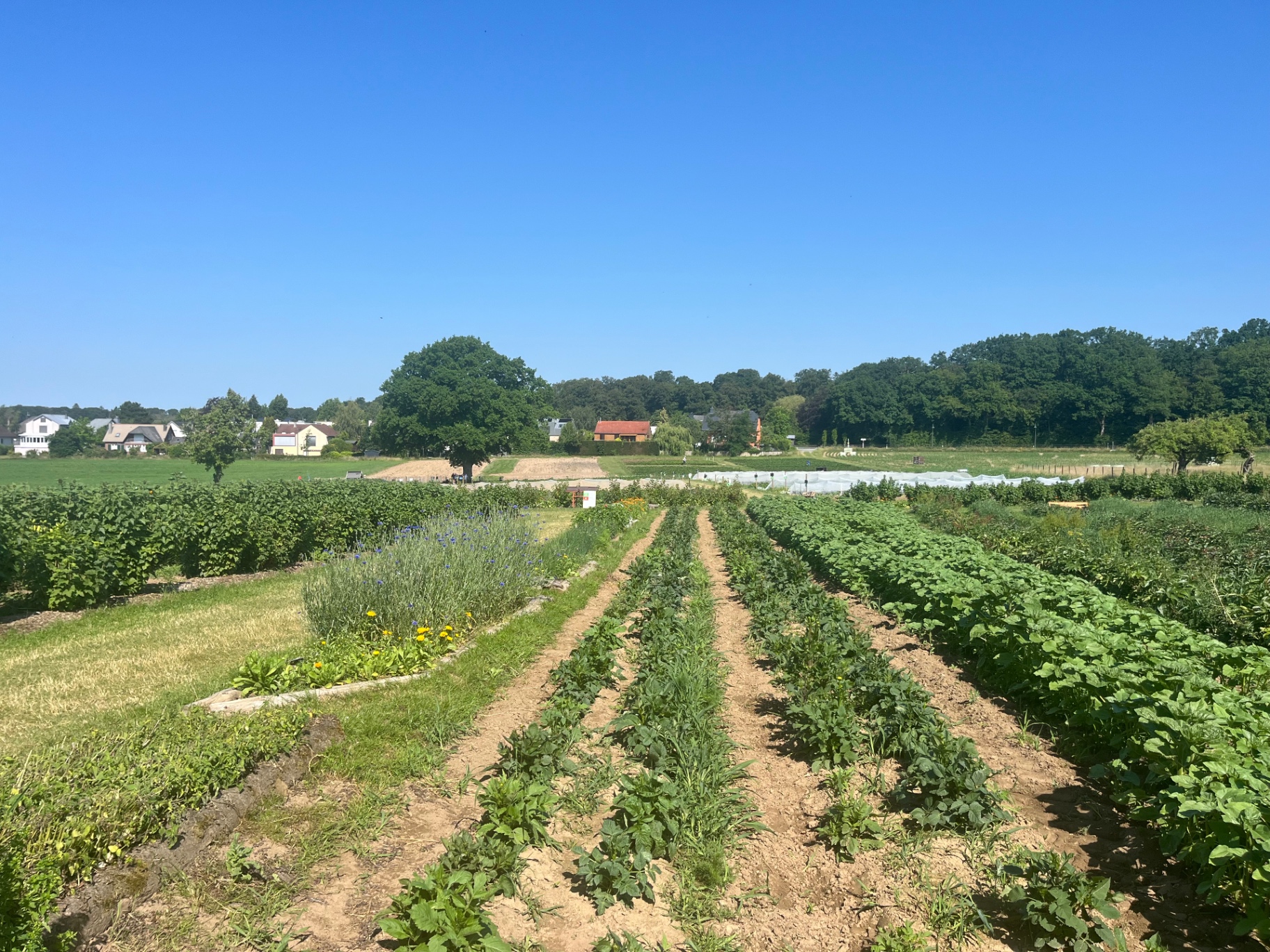 Gemüsefeld unter blauem Himmel