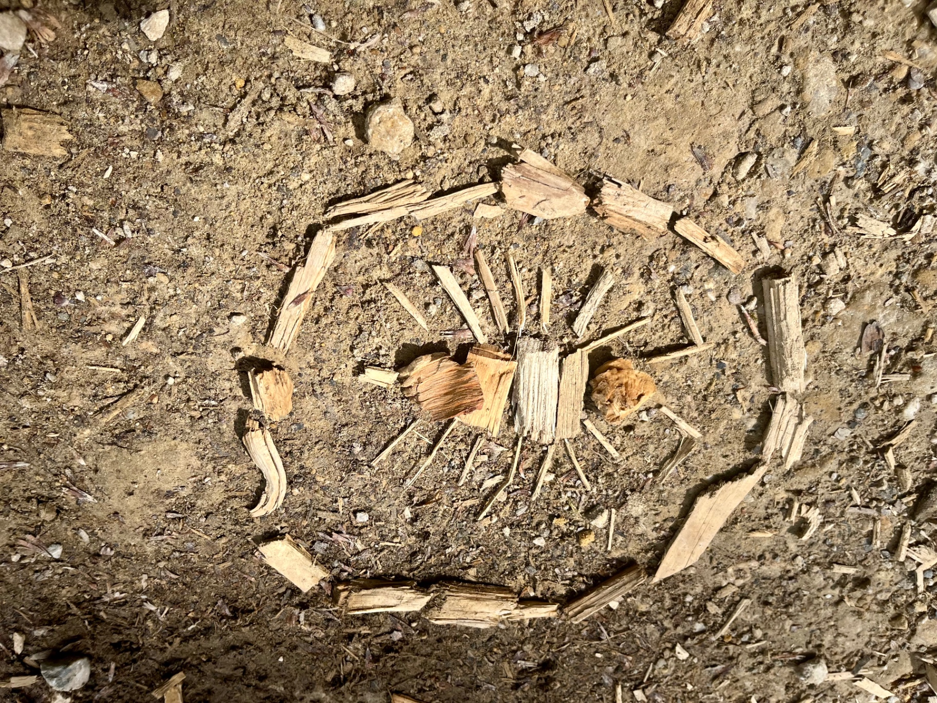 Sonnen-Mandala aus Holzstücken auf dem Waldboden