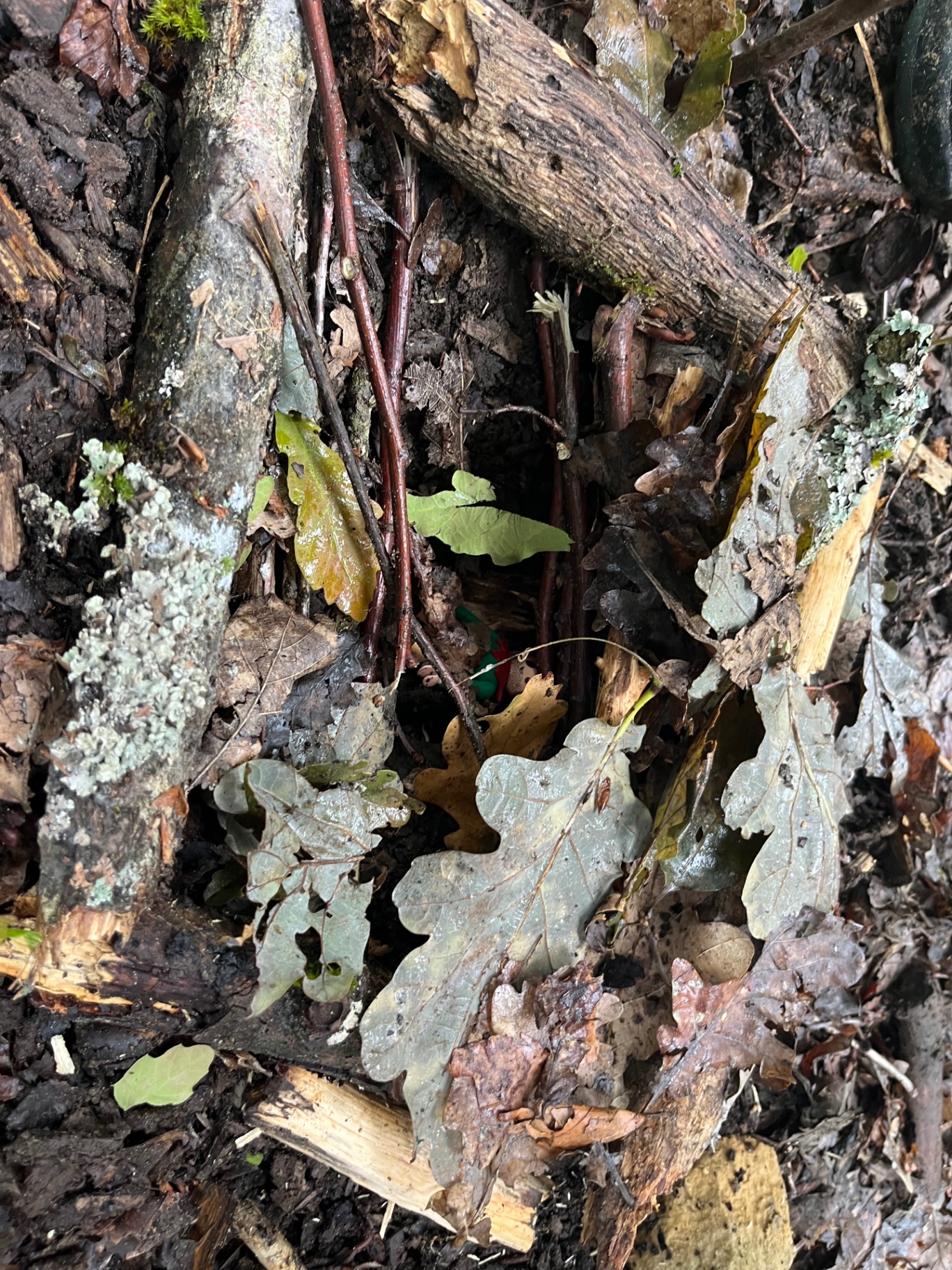 Waldboden mit Moos, Flechten und Eichenlaub